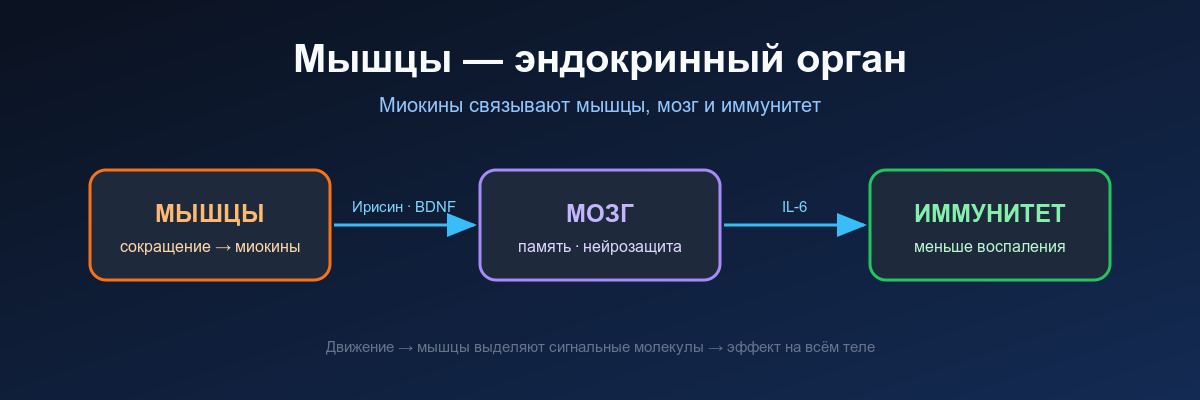 Мышцы - эндокринный орган, что такое Что такое миокины и почему это важно