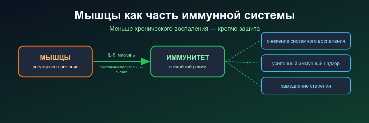 Myokines Мышцы как часть иммунной системы