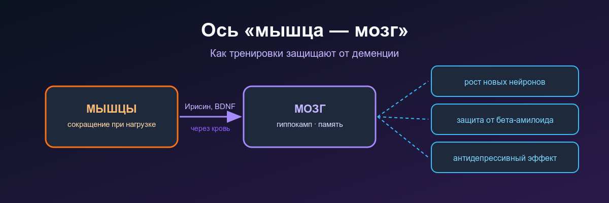 Мышцы - эндокринный орган: Ось - мышца - мозг Миокины